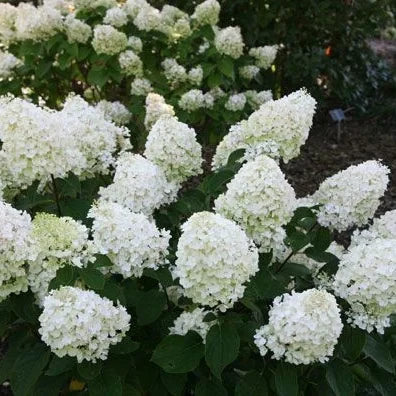 Hortensia Arbustiva Paniculata „Silver Dollar” – plantă ornamentală | Regatul Plantelor