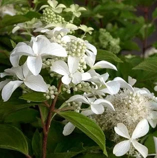 Hortensia Arbustiva Paniculata "Silver Dollar"