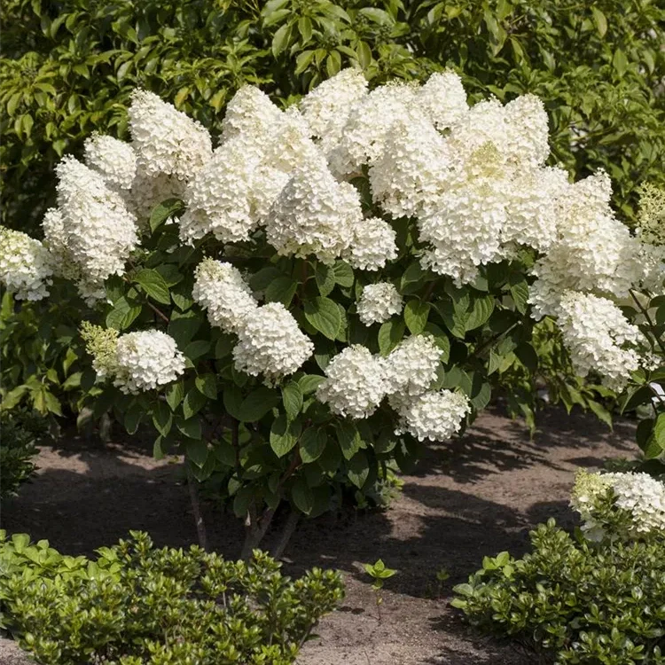 Hortensia Arbustiva Paniculata "Silver Dollar"