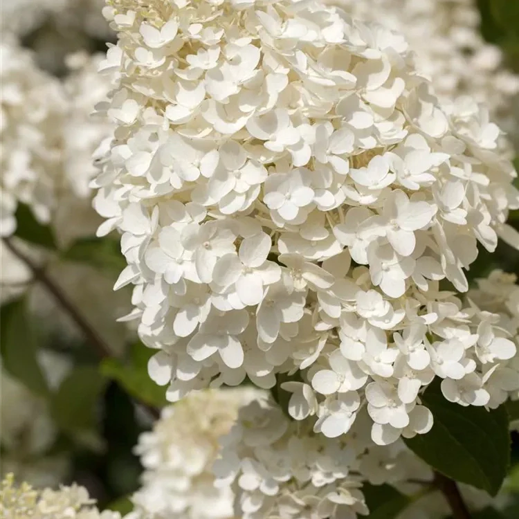 Hortensia Arbustiva Paniculata "Silver Dollar"