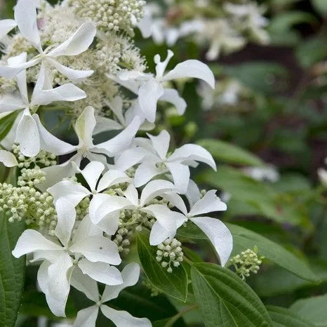 Hortensia Arbustiva Paniculata "Silver Dollar"