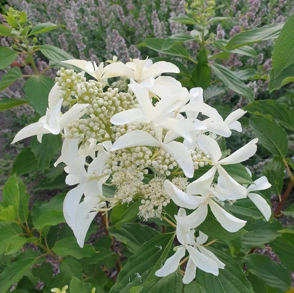 Hortensia Arbustiva Paniculata "Silver Dollar"