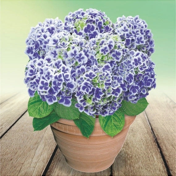 Hortensia Bicolor "Bavaria" ,la ghiveci P9