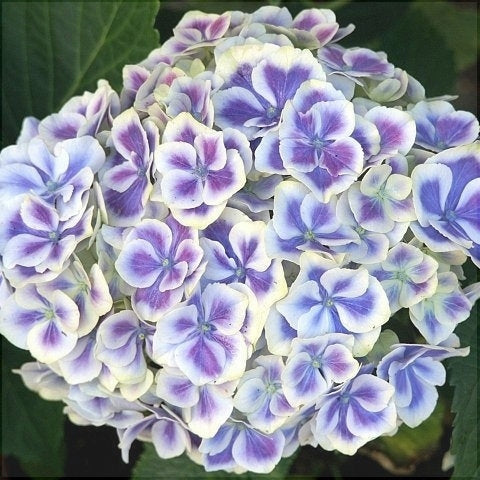 Hortensia Bicolor "Bavaria" ,la ghiveci P9