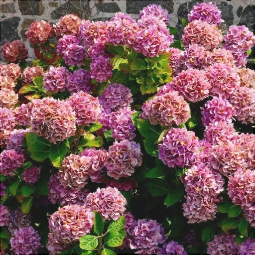 Hortensia Bicolor "Camilla"