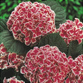 Hortensia Bicolor "Camilla"