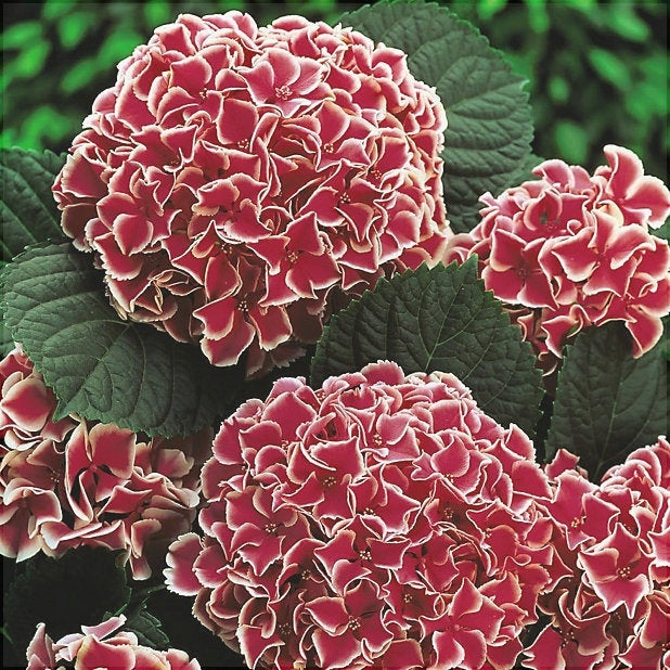 Hortensia Bicolor "Camilla"