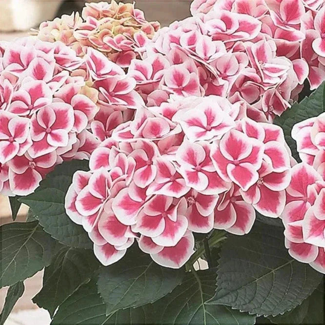 Hortensia Bicolor "Camilla"