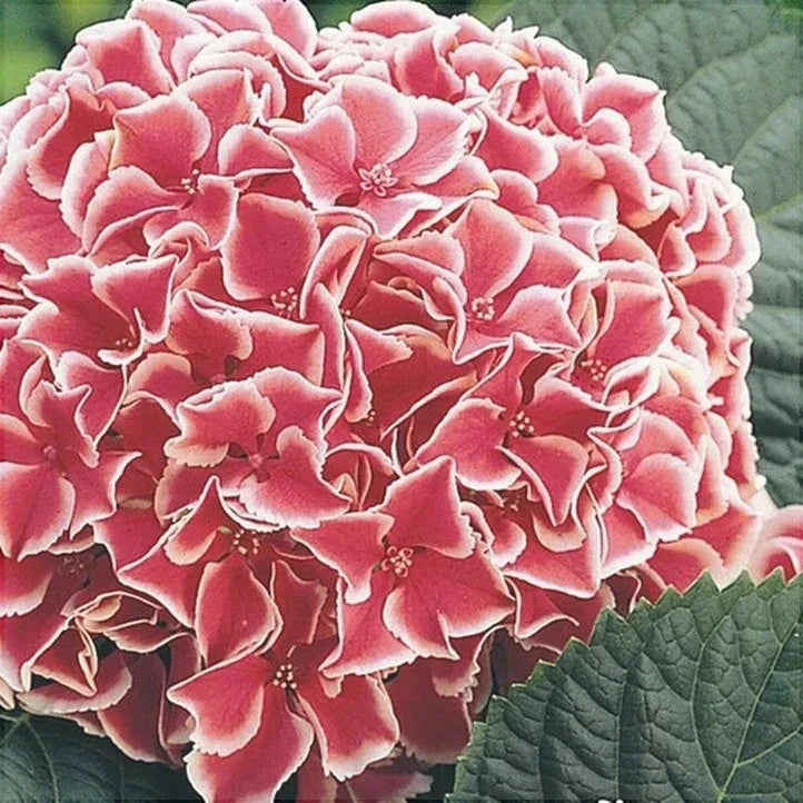 Hortensia Bicolor "Camilla"
