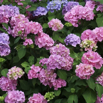 Hortensia „Bouquet Rose” ghiveci 10 L – plantă ornamentală | Regatul Plantelor