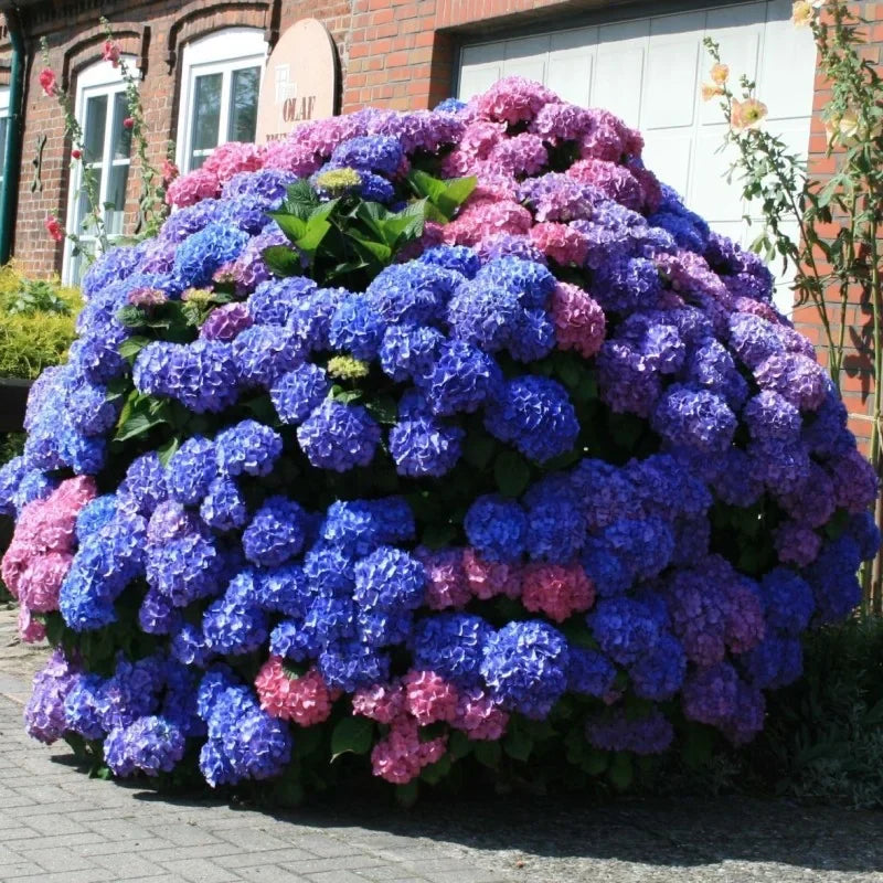 Hortensia "Bouquet Rose" ghiveci 10 L