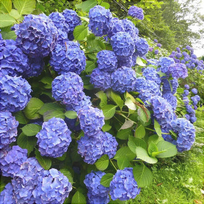 Hortensia „Endless Summer” ghiveci 10 L – plantă ornamentală | Regatul Plantelor