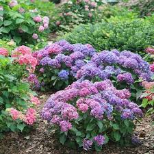 Hortensia "Hydrangea Macrophylla Blue", la Ghiveci de 30L
