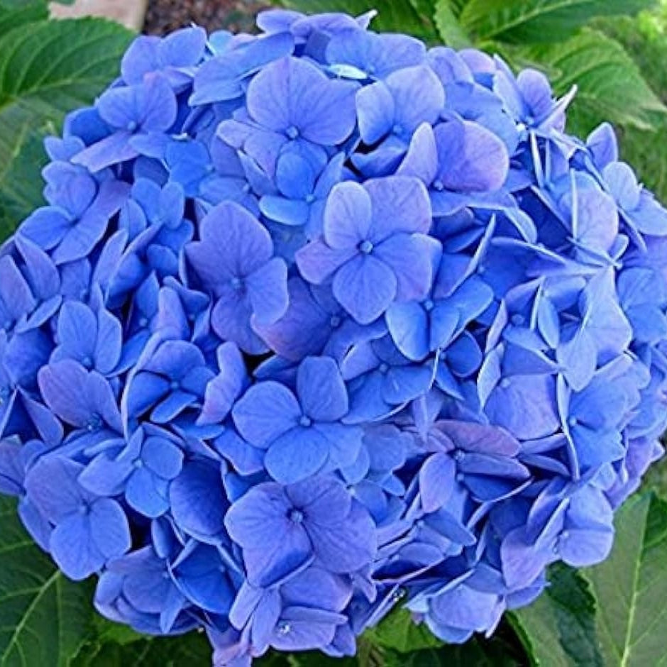 Hortensia "Hydrangea Macrophylla Blue", la Ghiveci de 10L