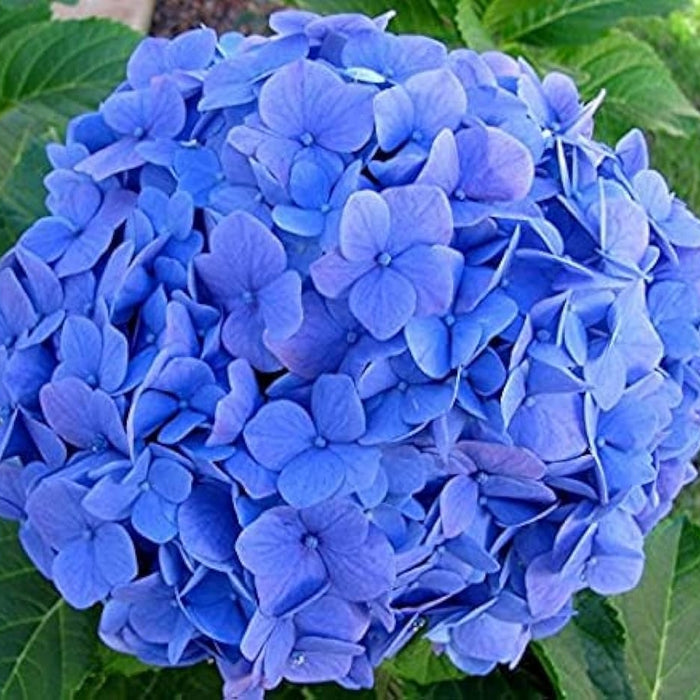 Hortensia "Hydrangea Macrophylla Blue", la Ghiveci de 10L, 60-80 cm