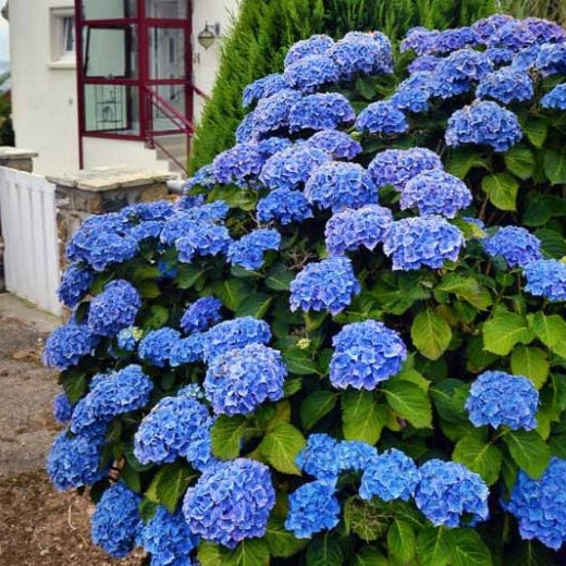 Hortensia "Hydrangea Macrophylla Blue", la Ghiveci de 10L, 60-80 cm