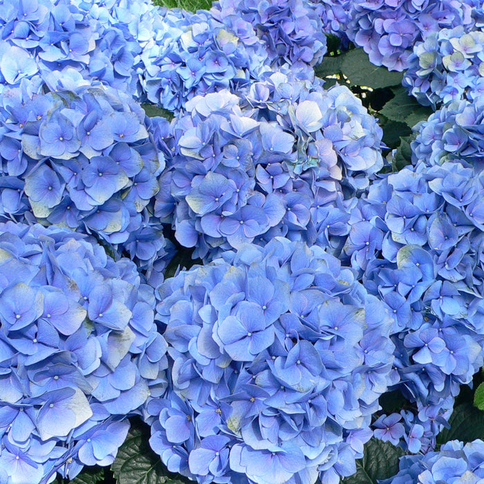 Hortensia Macrophylla "Bodensee" ,la ghiveci P9