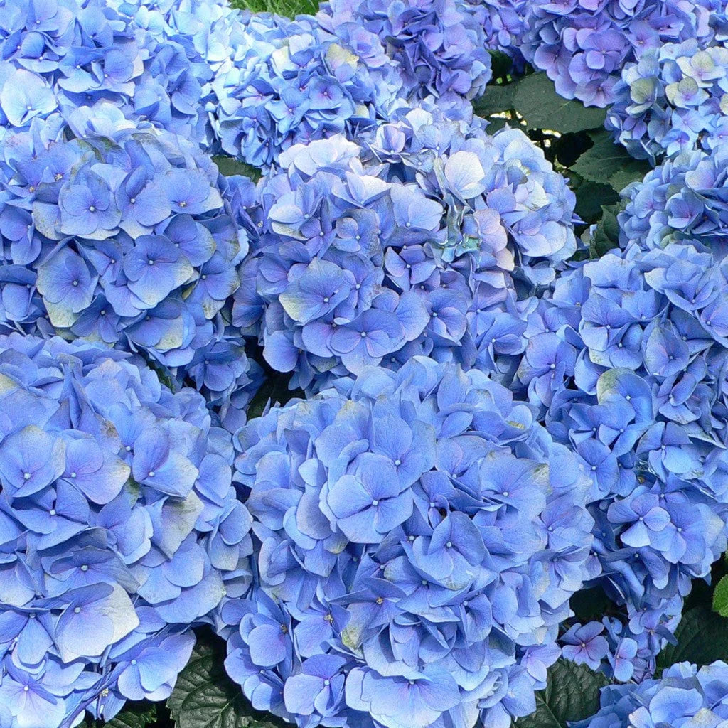 Hortensia Macrophylla "Bodensee" ghiveci 10 L