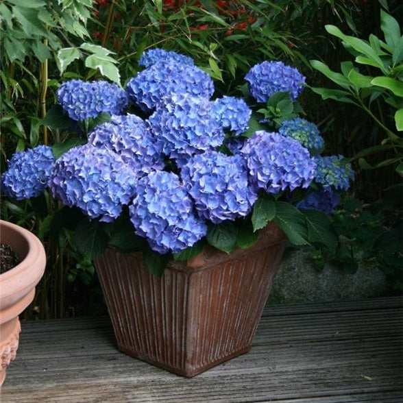 Hortensia Macrophylla "Bodensee" ,la ghiveci P9