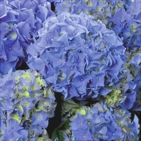 Hortensia Macrophylla "Early Blue" ghiveci 10 L