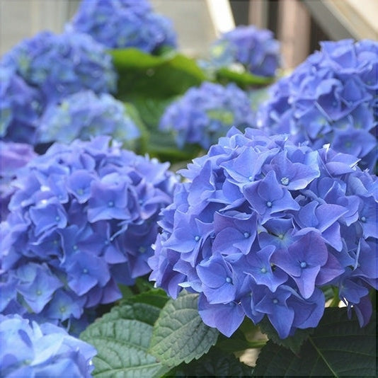 Hortensia Macrophylla "Early Blue" ,la ghiveci P9