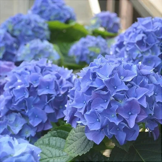 Hortensia Macrophylla "Early Blue" ghiveci 10 L