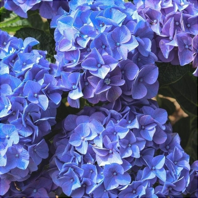 Hortensia Macrophylla "Early Blue" ,la ghiveci P9