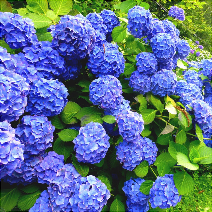 Hortensia Macrophylla "Early Blue" ,la ghiveci P9