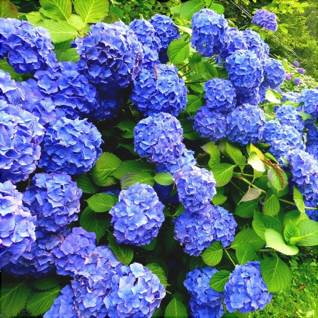 Hortensia Macrophylla "Early Blue" ghiveci 10 L