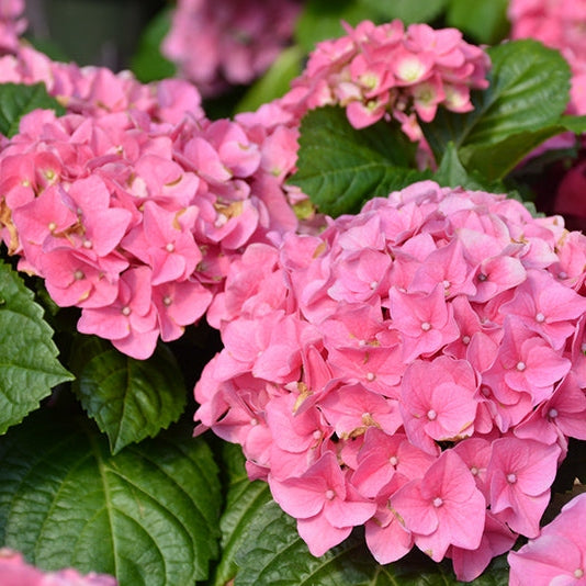 Hortensia Macrophylla "Early Pink" ,la ghiveci P9
