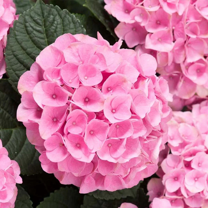 Hortensia Macrophylla "Early Pink" ,la ghiveci P9