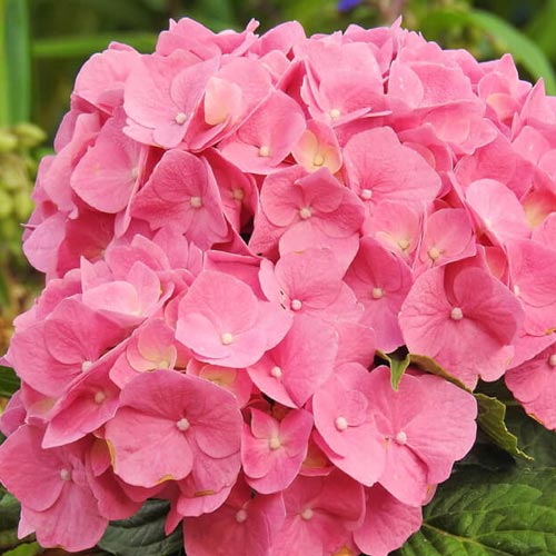 Hortensia Macrophylla "Early Pink" ,la ghiveci P9