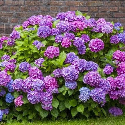 Hortensia Macrophylla "Hamburg" ghiveci 10 L