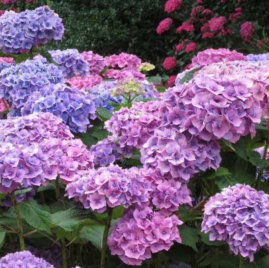 Hortensia Macrophylla "Hamburg" ,la ghiveci P9