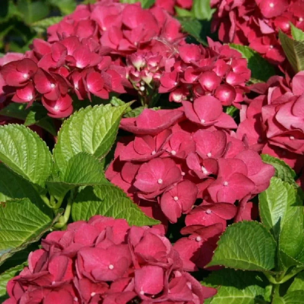 Hortensia Macrophylla "Miss Hepburn" ghiveci 10 L
