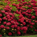 Hortensia Macrophylla "Miss Hepburn" ghiveci 10 L