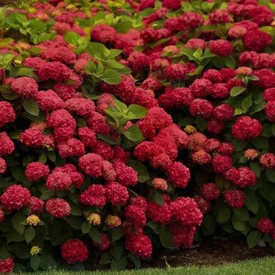 Hortensia Macrophylla „Miss Hepburn” ghiveci 10 L – plantă ornamentală | Regatul Plantelor