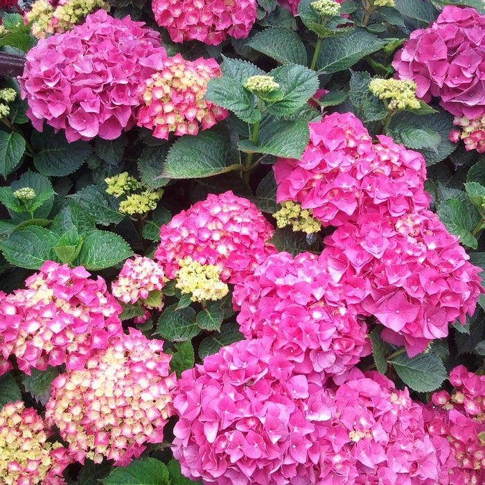 Hortensia Macrophylla, Roz ,la ghiveci P9