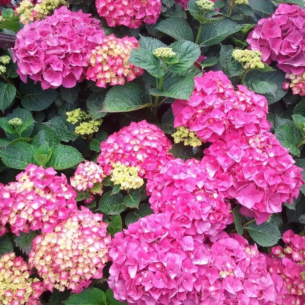 Hortensia Macrophylla, Roz ghiveci 10 L