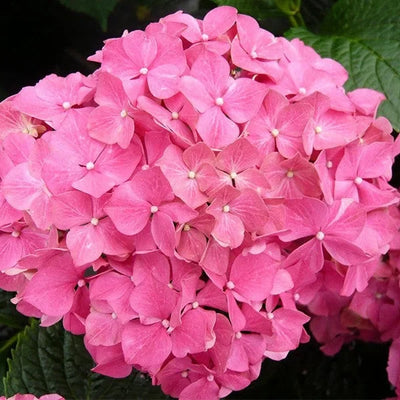 Hortensia Macrophylla, Roz ghiveci 10 L – plantă ornamentală | Regatul Plantelor