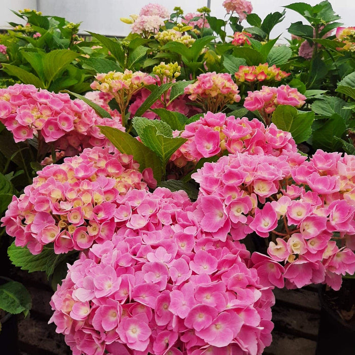 Hortensia Macrophylla, Roz ,la ghiveci P9