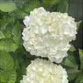 Hortensia Macrophylla "Wudu", Alba