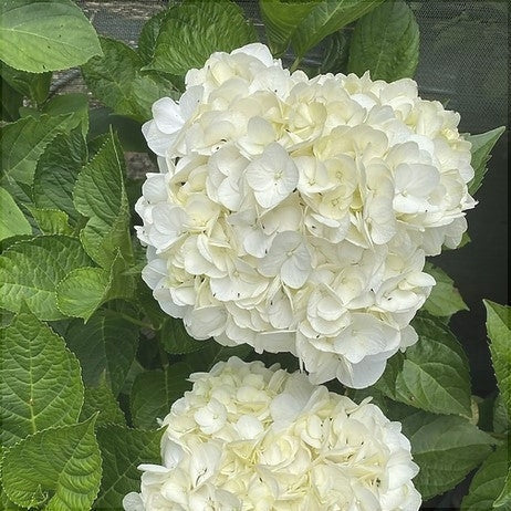 Hortensia Macrophylla "Wudu", Alba