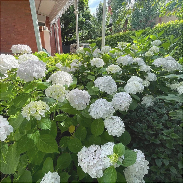 Hortensia Macrophylla "Wudu", Alba ,la ghiveci P9