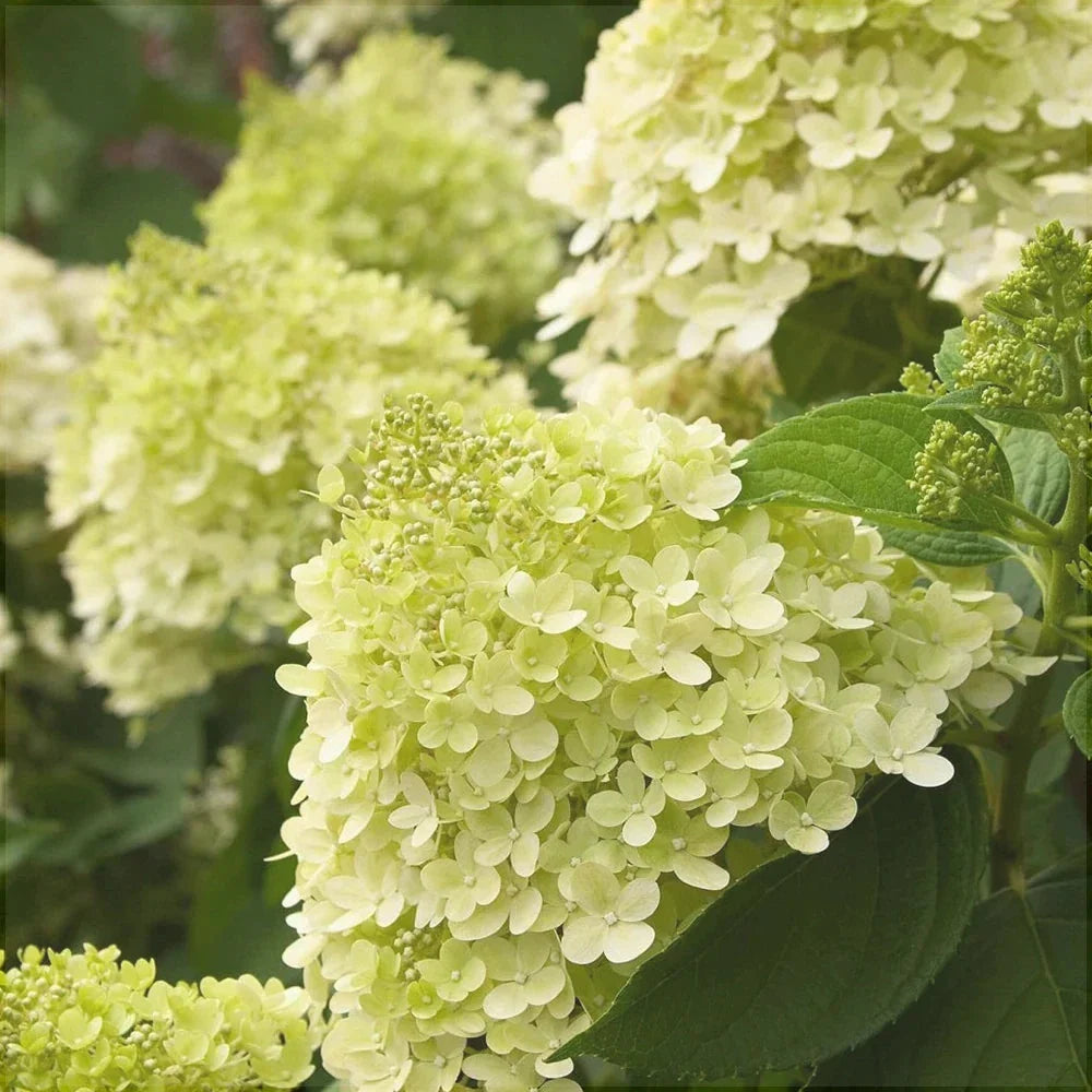 Hortensia Paniculata, Galbenă
