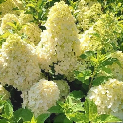 Hortensia Paniculata, Galbenă – plantă ornamentală | Regatul Plantelor