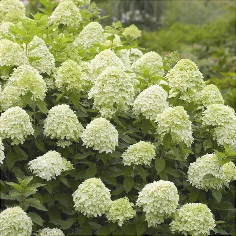 Hortensia Paniculata, Galbenă