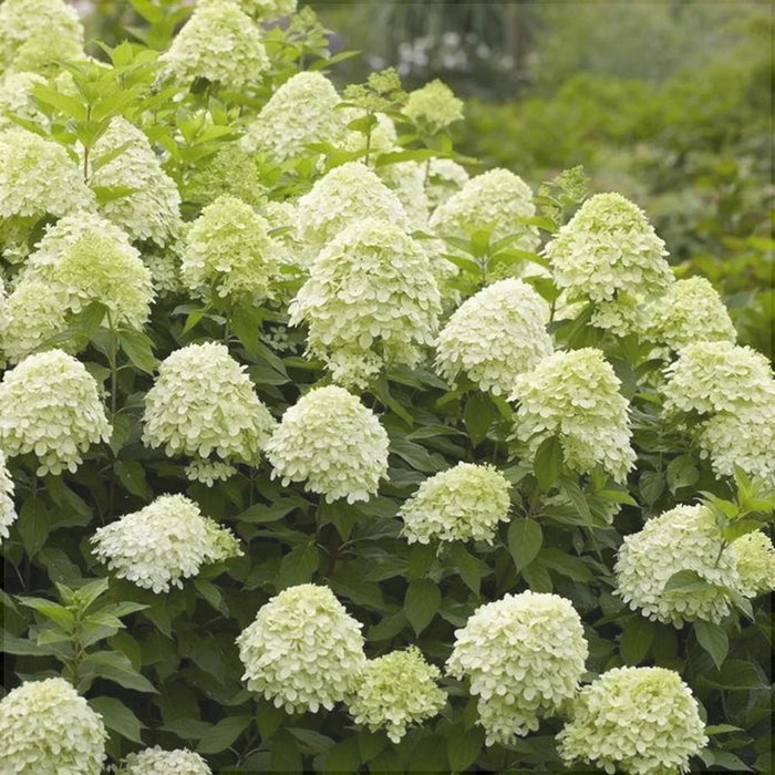 Hortensia Paniculata, Galbena ,la ghiveci P9