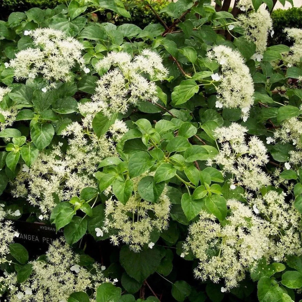 Hortensie Cățărătoare "Hydrangea Petiolaris"