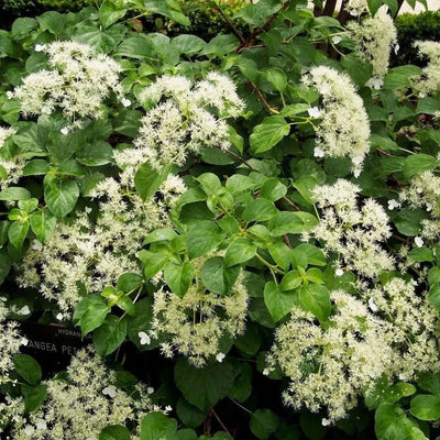Hortensie Cățărătoare „Hydrangea Petiolaris” – plantă ornamentală | Regatul Plantelor